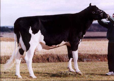 waxh hadi vache oula cheval