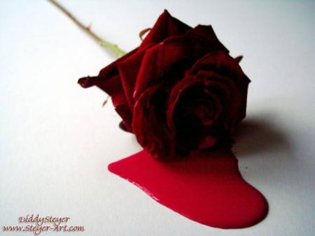 ah quel belle fleurs